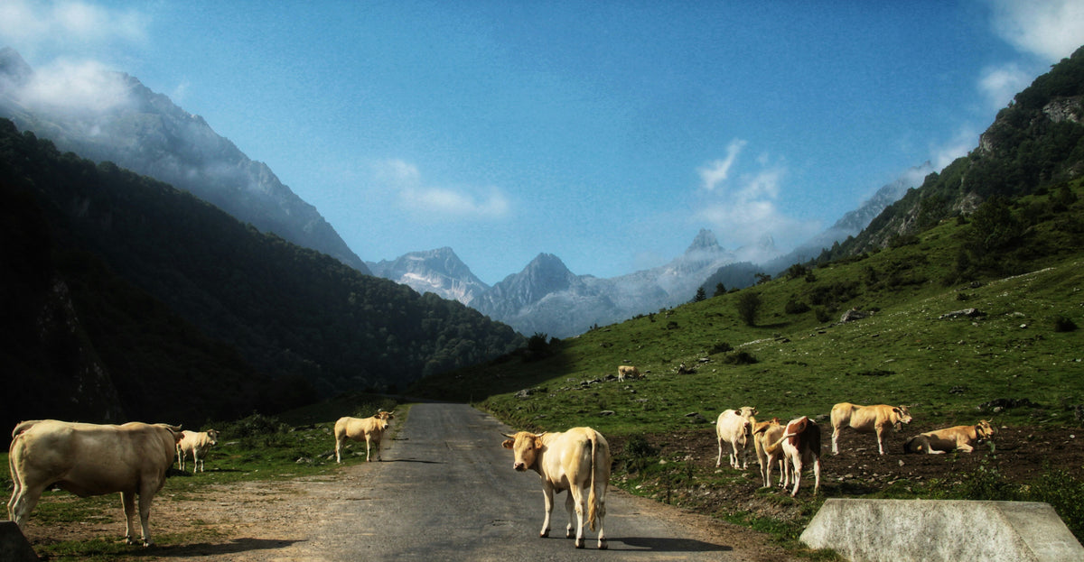 Between Béarn and Bigorre