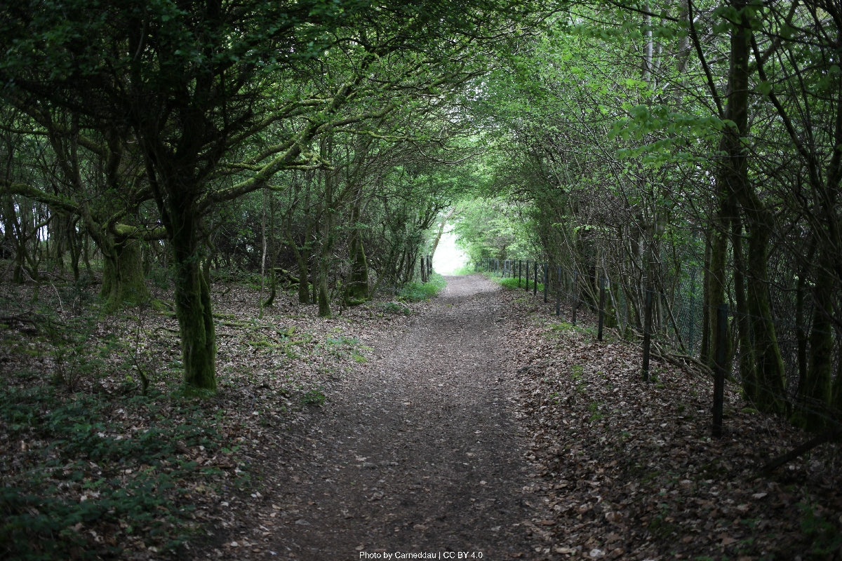 Chanctonbury Ring on the ridge