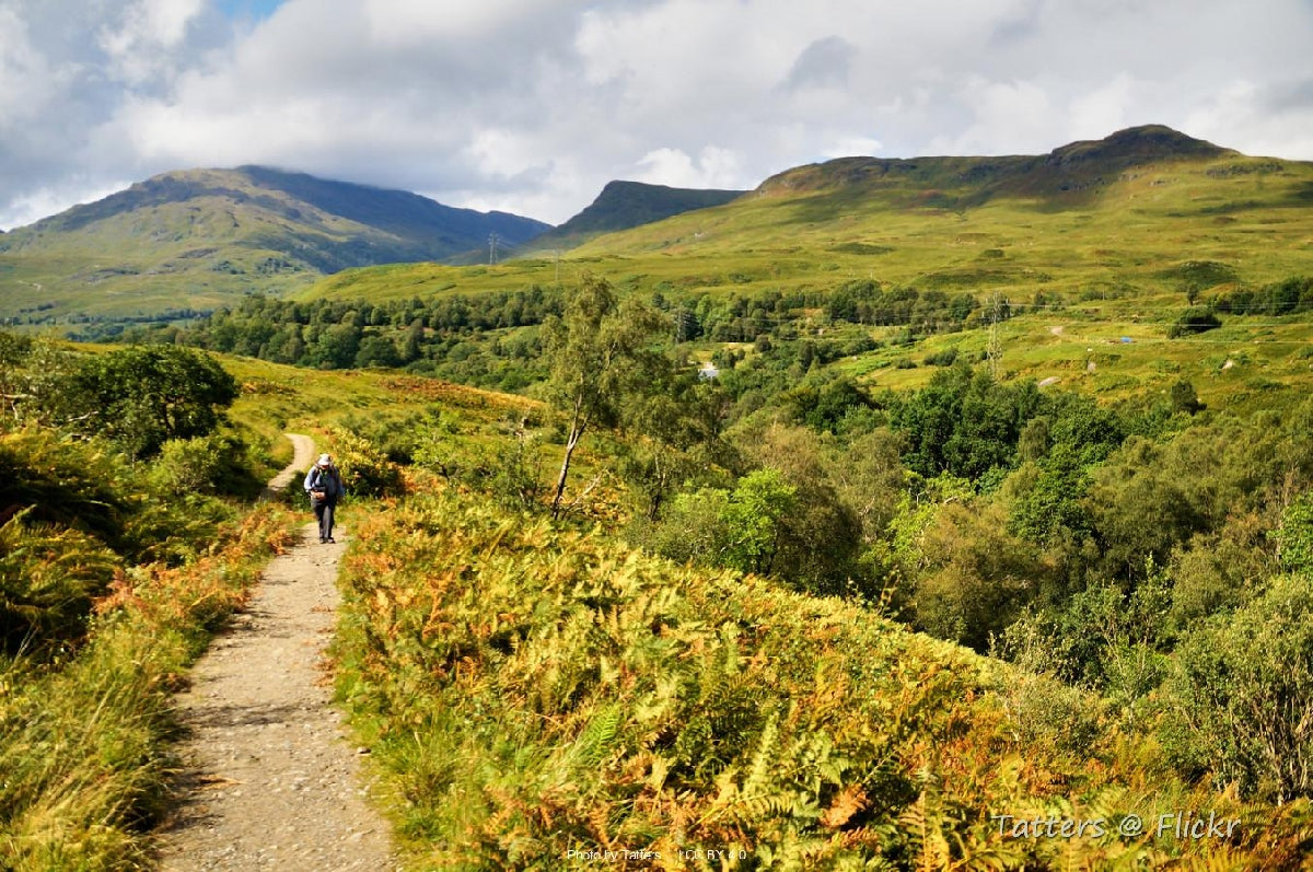 Rooty lochside path under ancient oak canopy beside Loch Lomond