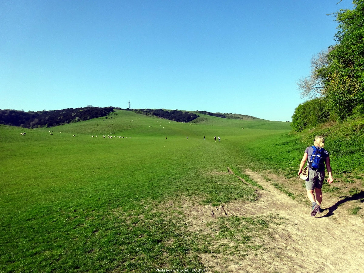 Chalk downland above Winchester
