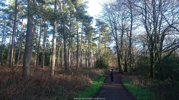 North Downs Way