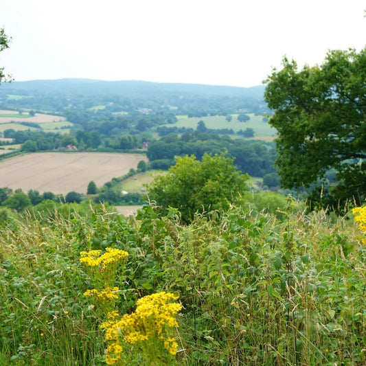 North Downs Way Big Trail Adventures